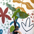 Alocasia ‘Black Cobra’ – Black Jewel Elephant Ear - Sprouts of Bristol