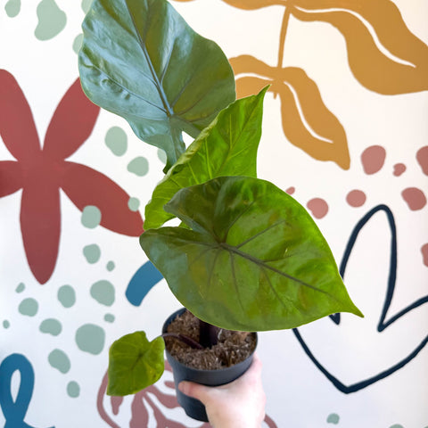 Alocasia ‘Black Cobra’ – Black Jewel Elephant Ear - Sprouts of Bristol