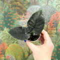 Alocasia chienlii 'Antoro Velvet' - Sprouts of Bristol
