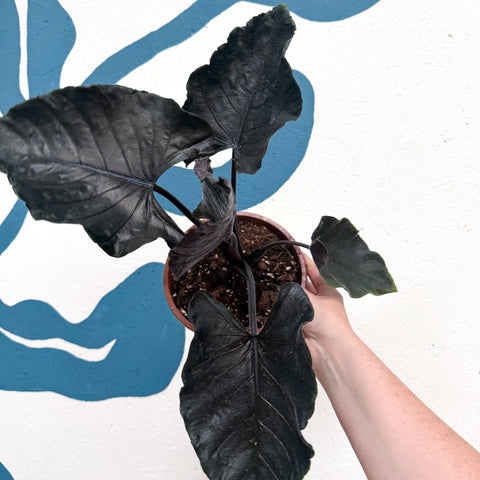 Alocasia chienlii 'Antoro Velvet' - Sprouts of Bristol