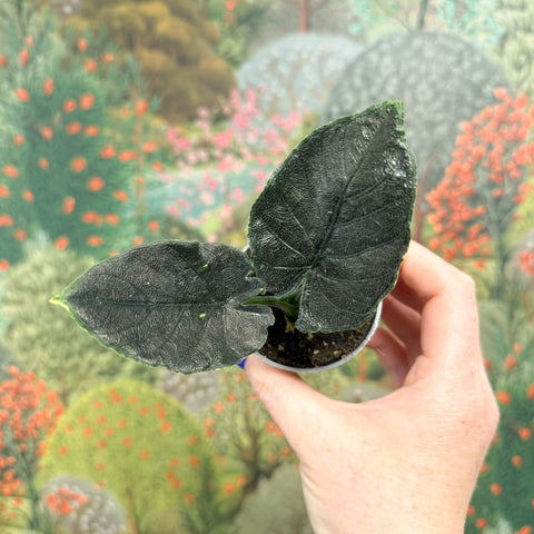 Alocasia chienlii 'Antoro Velvet' - Sprouts of Bristol