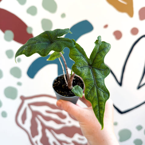 Alocasia 'Jacklyn' - Sprouts of Bristol