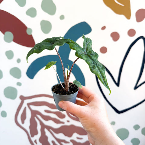 Alocasia 'Jacklyn' - Sprouts of Bristol