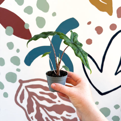 Alocasia 'Jacklyn' - Sprouts of Bristol