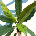 Alocasia lauterbachiana 'Variegata' - Sprouts of Bristol
