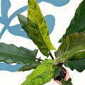 Alocasia lauterbachiana 'Variegata' - Sprouts of Bristol