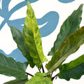 Alocasia lauterbachiana 'Variegata' - Sprouts of Bristol