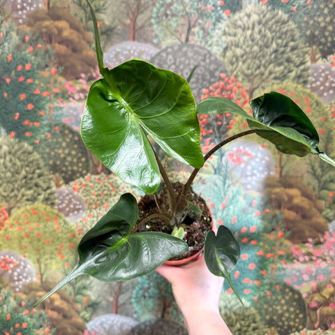 Alocasia macrorrhizos 'Stingray' - Sprouts of Bristol