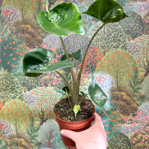 Alocasia macrorrhizos 'Stingray' - Sprouts of Bristol