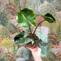 Alocasia macrorrhizos 'Stingray' - Sprouts of Bristol