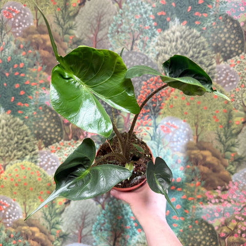 Alocasia macrorrhizos 'Stingray' - Sprouts of Bristol