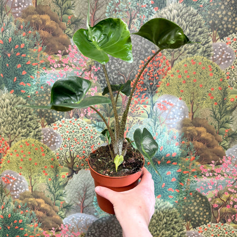 Alocasia macrorrhizos 'Stingray' - Sprouts of Bristol