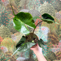 Alocasia macrorrhizos 'Stingray' - Sprouts of Bristol