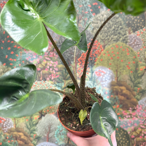 Alocasia macrorrhizos 'Stingray' - Sprouts of Bristol