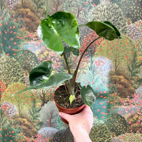 Alocasia macrorrhizos 'Stingray' - Sprouts of Bristol