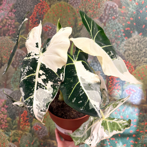 Alocasia micholitziana variegata 'Frydek' - Sprouts of Bristol