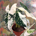Alocasia micholitziana variegata 'Frydek' - Sprouts of Bristol