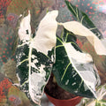 Alocasia micholitziana variegata 'Frydek' - Sprouts of Bristol