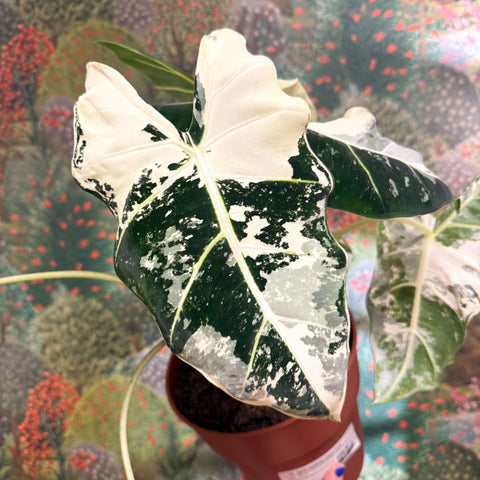 Alocasia micholitziana variegata 'Frydek' - Sprouts of Bristol
