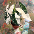 Alocasia micholitziana variegata 'Frydek' - Sprouts of Bristol