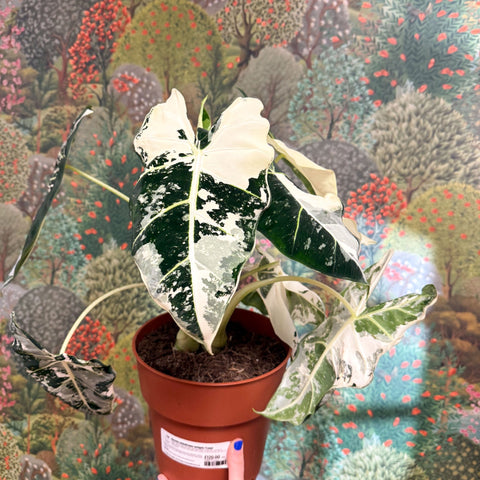 Alocasia micholitziana variegata 'Frydek' - Sprouts of Bristol
