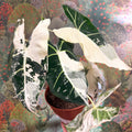 Alocasia micholitziana variegata 'Frydek' - Sprouts of Bristol