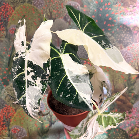 Alocasia micholitziana variegata 'Frydek' - Sprouts of Bristol
