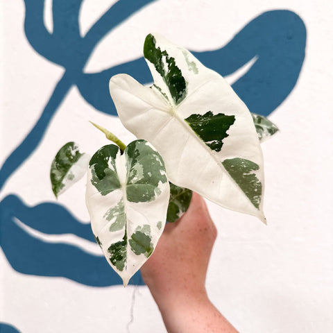 Alocasia micholitziana variegata 'Frydek' - Sprouts of Bristol