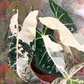 Alocasia micholitziana variegata 'Frydek' - Sprouts of Bristol