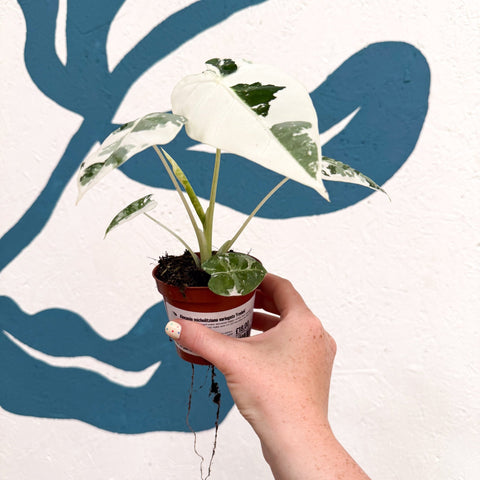 Alocasia micholitziana variegata 'Frydek' - Sprouts of Bristol