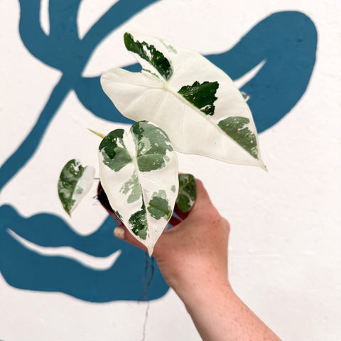Alocasia micholitziana variegata 'Frydek' - Sprouts of Bristol