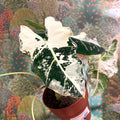 Alocasia micholitziana variegata 'Frydek' - Sprouts of Bristol