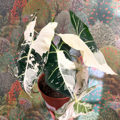 Alocasia micholitziana variegata 'Frydek' - Sprouts of Bristol