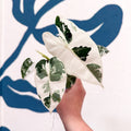 Alocasia micholitziana variegata 'Frydek' - Sprouts of Bristol