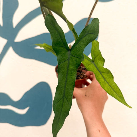 Alocasia sp. Sulawesi ‘Sabrina Narrow’ - Sprouts of Bristol
