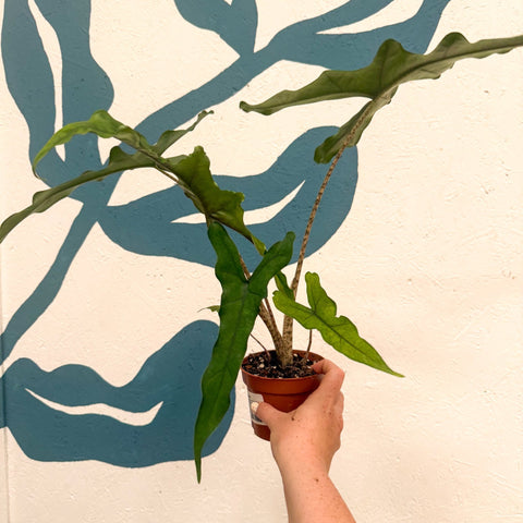 Alocasia sp. Sulawesi ‘Sabrina Narrow’ - Sprouts of Bristol