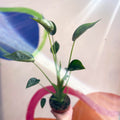 Alocasia 'Tiny Dancer' - Sprouts of Bristol