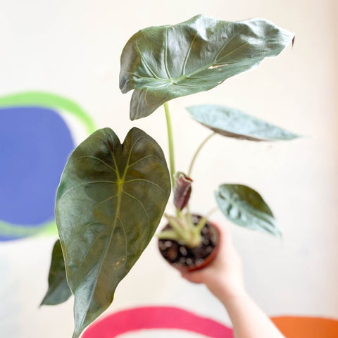 Alocasia 'Wentii' - Sprouts of Bristol