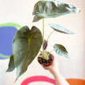 Alocasia 'Wentii' - Sprouts of Bristol
