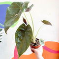 Alocasia 'Wentii' - Sprouts of Bristol