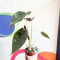 Alocasia 'Wentii' - Sprouts of Bristol