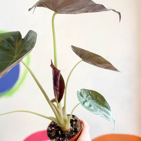 Alocasia 'Wentii' - Sprouts of Bristol