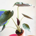 Alocasia 'Wentii' - Sprouts of Bristol