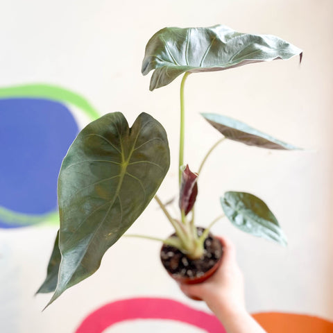 Alocasia 'Wentii' - Sprouts of Bristol