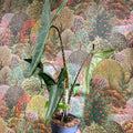 Alocasia zebrina 'Tigrina Superba' - Sprouts of Bristol