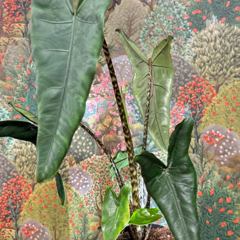 Alocasia zebrina 'Tigrina Superba' - Sprouts of Bristol