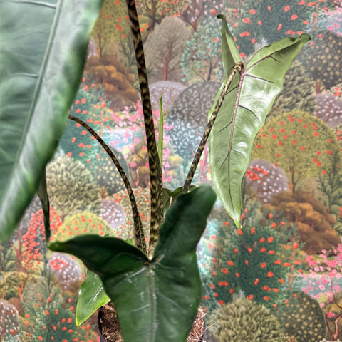 Alocasia zebrina 'Tigrina Superba' - Sprouts of Bristol