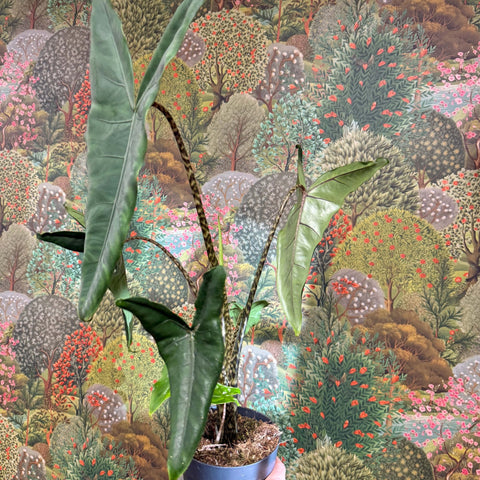 Alocasia zebrina 'Tigrina Superba' - Sprouts of Bristol