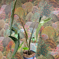 Alocasia zebrina 'Tigrina Superba' - Sprouts of Bristol