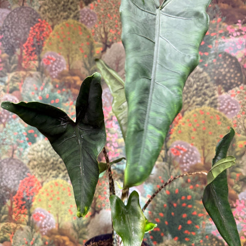Alocasia zebrina 'Tigrina Superba' - Sprouts of Bristol